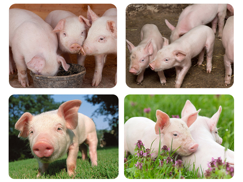 养猪需要注意的一些问题