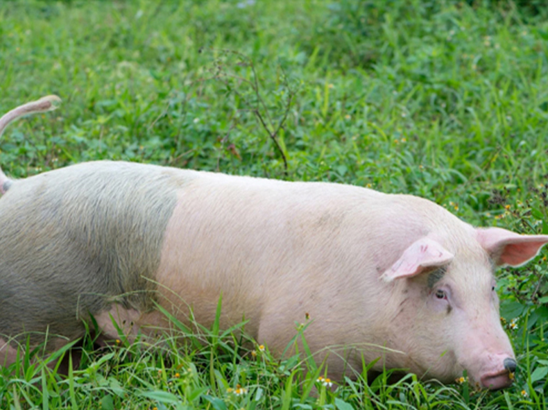 政策解读：养猪禁养区与适养区