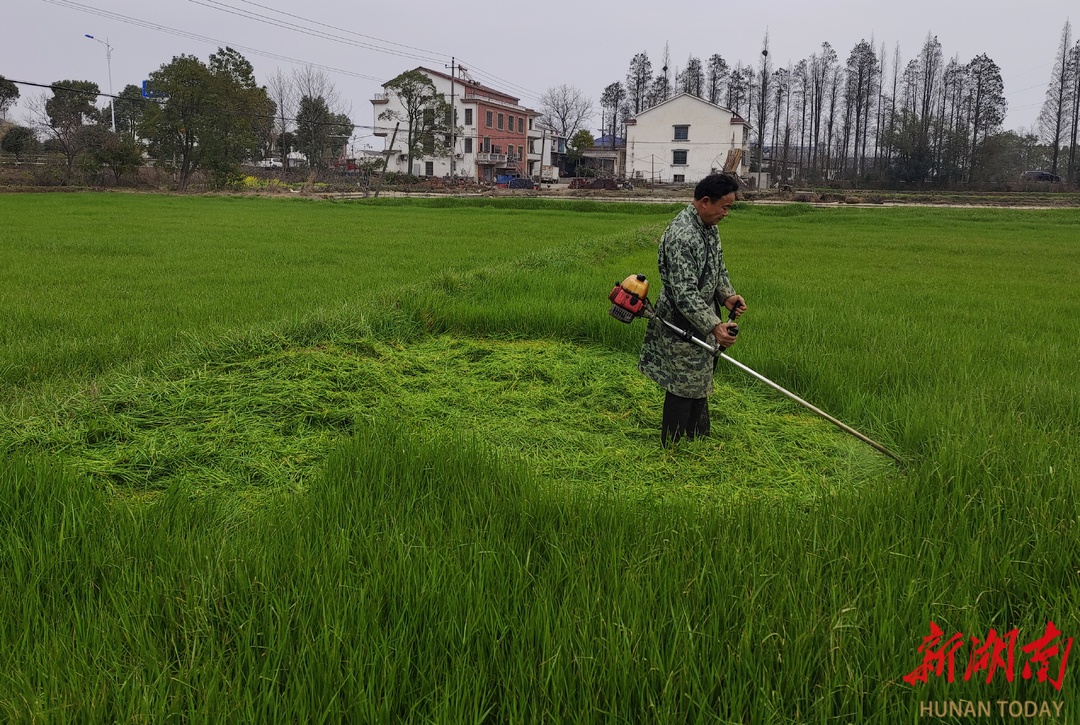 走读湘村“强富美”④丨滨湖水牛的幸福生活—— 住在度假村 过冬不掉膘