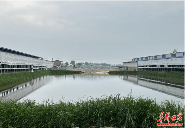 种养结合、变“废”为肥，滨湖水牛串起绿色循环产业链