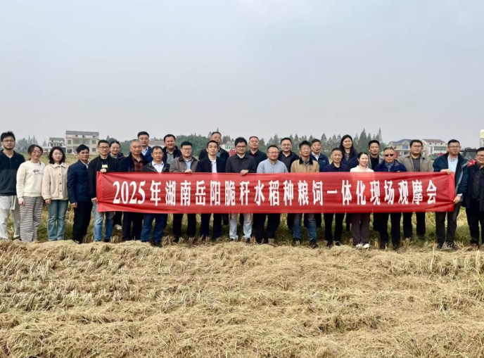 岳阳脆秆稻“种粮饲”一体化产业链模式 现场观摩会在屈原管理区召开